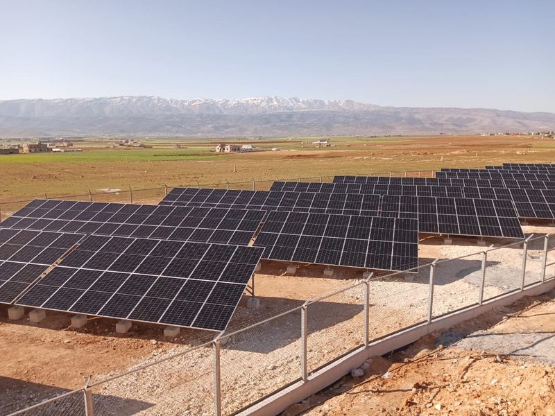 Fenced rows in the Bekaa plain