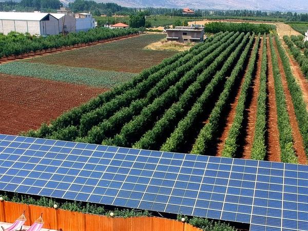 Elevated solar array beside the orchard rows